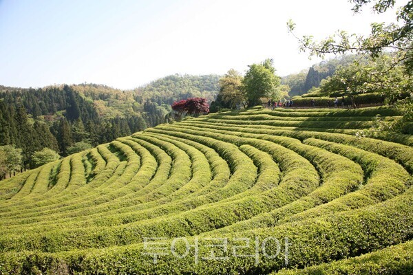 가을 대한다원 /사진=보성군