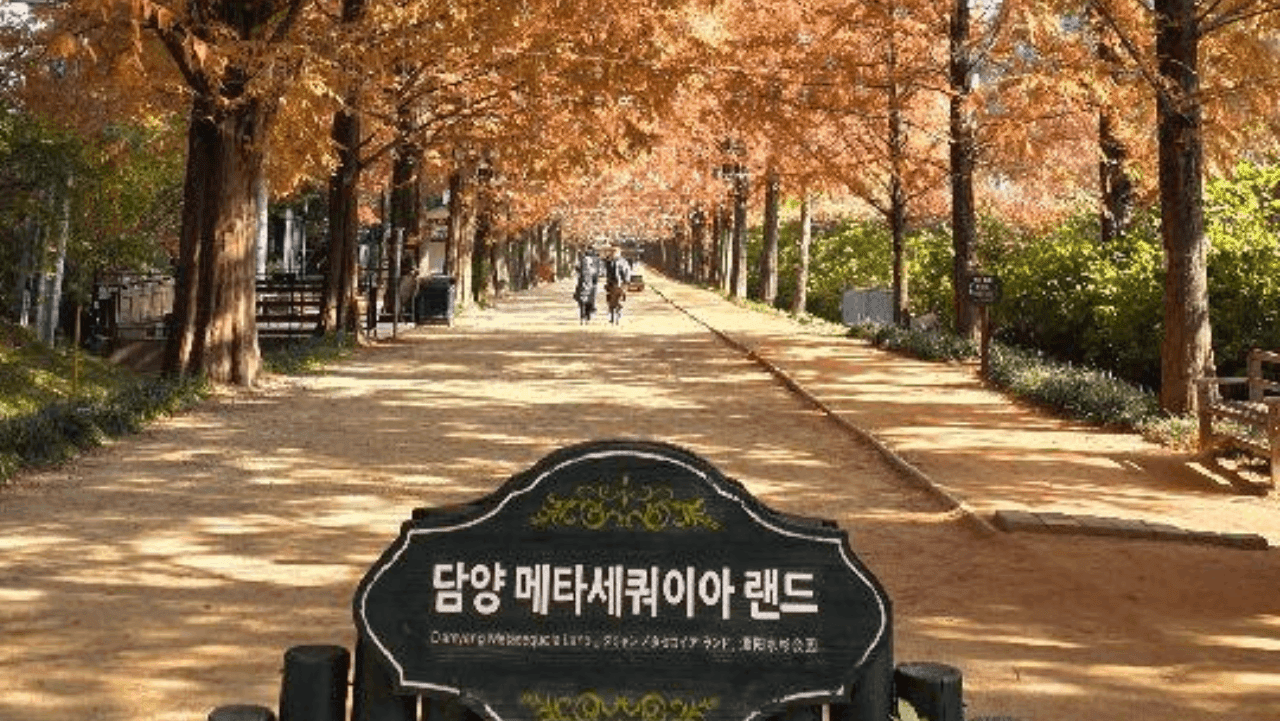 '담양 메타세쿼이아 랜드' 간판 너머로 단풍 든 가로수길이 이어진다. / 대한민국 구석구석