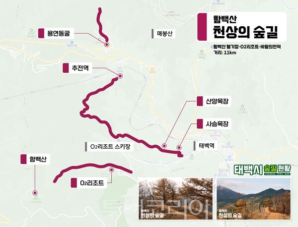 천상의 숲길 코스/사진=태백시