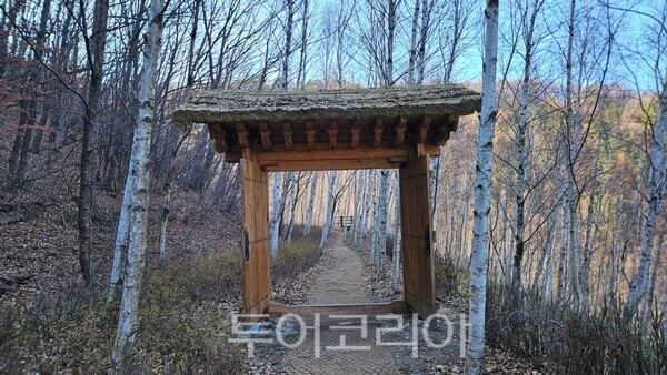 지지리골 자작나무숲 ⓒ투어코리아