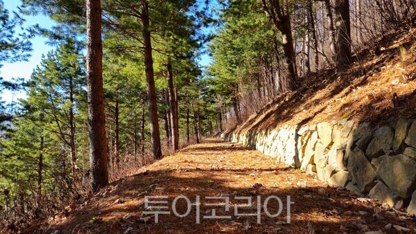 매봉산 천상의숲  ⓒ투어코리아
