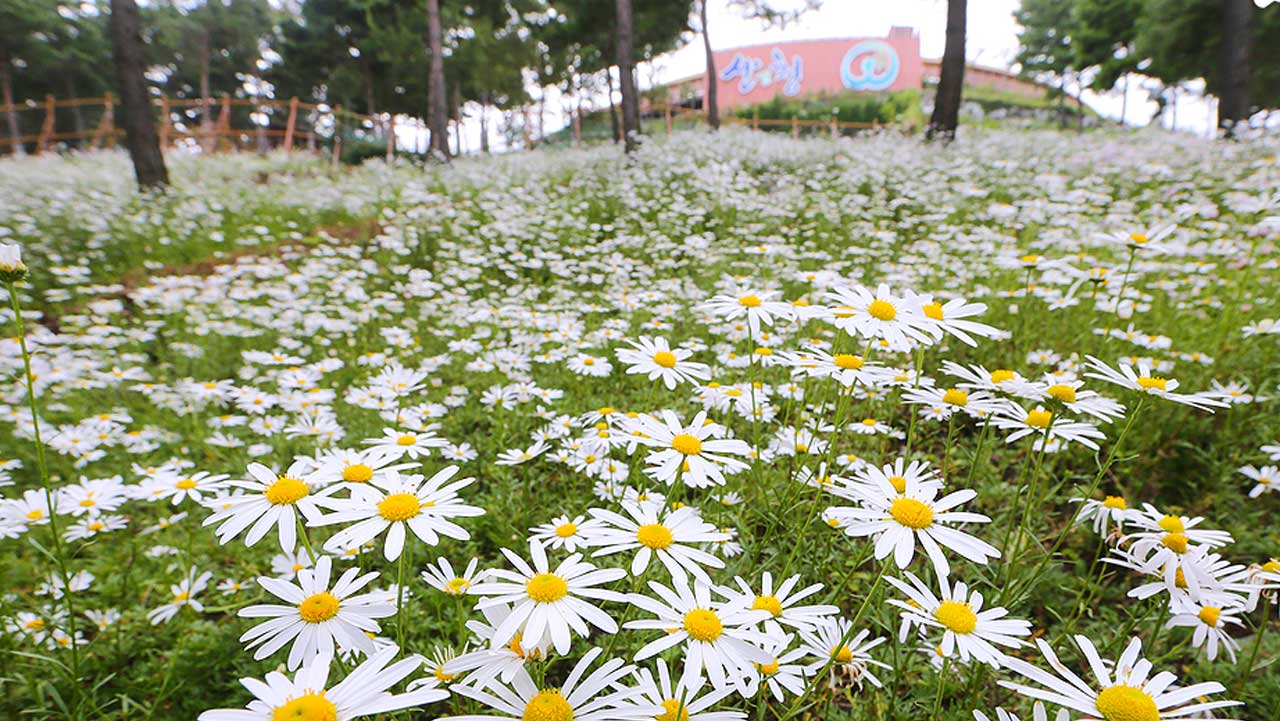 구절초가 언덕 가득 피어 있다. / 산청군 공식 SNS