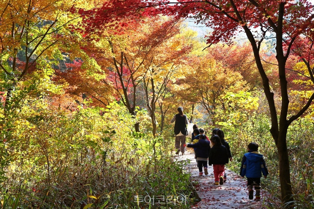 두륜산 가을 단풍/사진-해남군