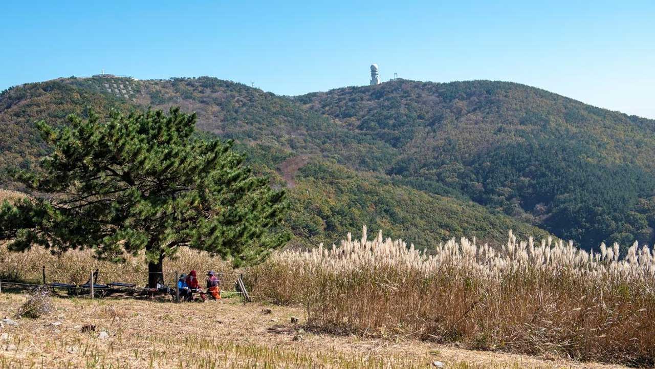 부산 승학산 억새평원에서 소나무 아래 쉬는 등산객 뒤로 능선이 이어진다. / 비짓부산