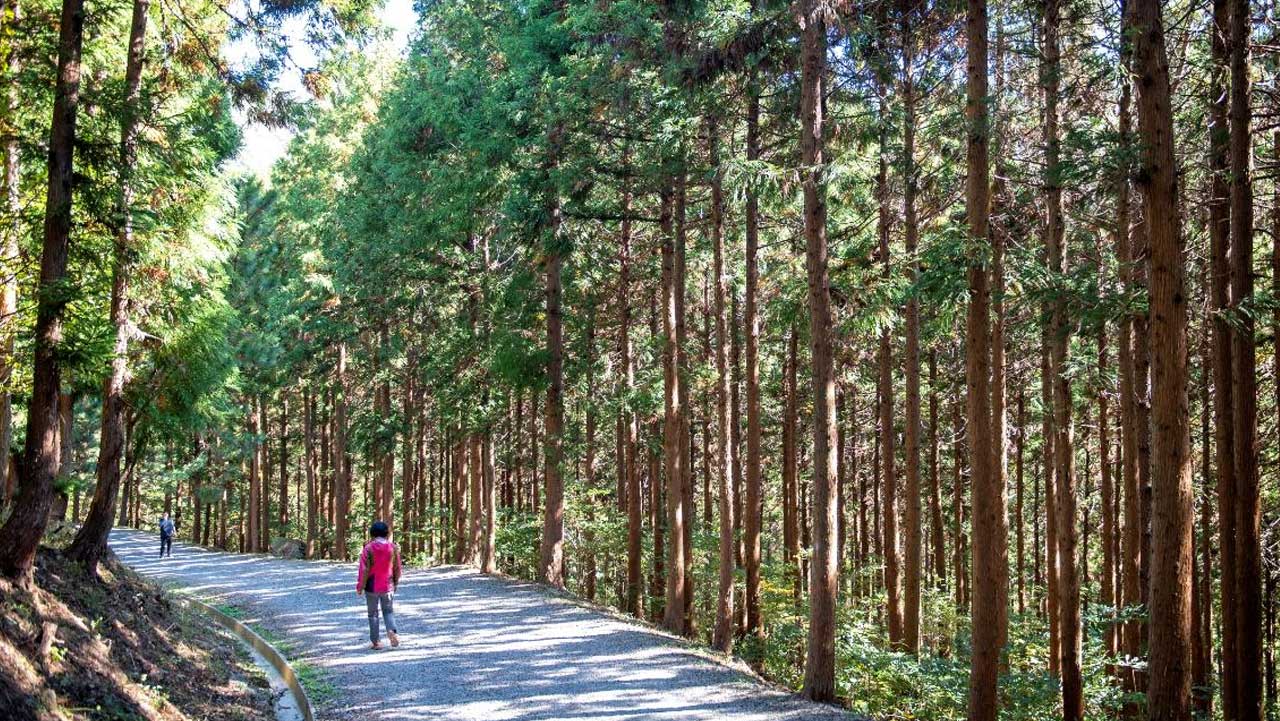 부산 승학산 하산길의 곧게 뻗은 삼나무 숲길을 등산객이 걸어 내려온다. / 비짓부산