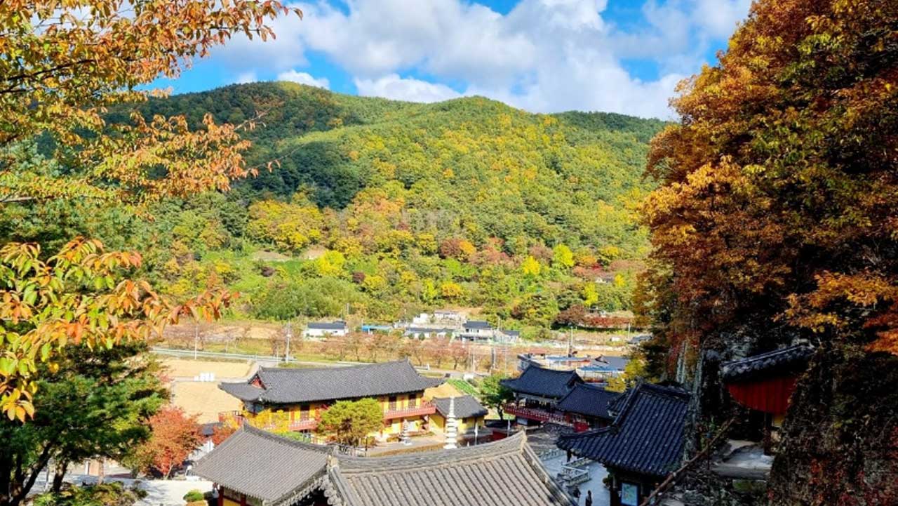 경내 전각 너머로 단풍이 번지는 봉황산 자락. / 의령군 공식 SNS