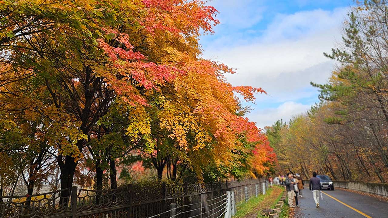 무주 적상산 도로변 단풍나무가 붉고 노랗게 물든 길을 방문객들이 걷고 있다. / 무주군 문화관광