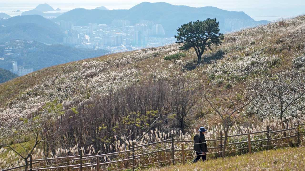 부산 승학산 비탈을 은빛 억새가 덮고, 울타리 옆 길로 등산객이 걸어가고 있다. / 비짓부산
