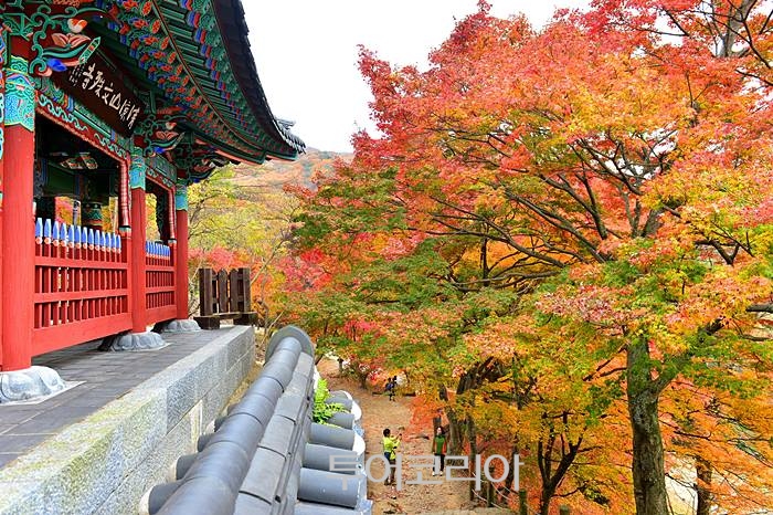   문수사 애기단풍 /사진-고창군