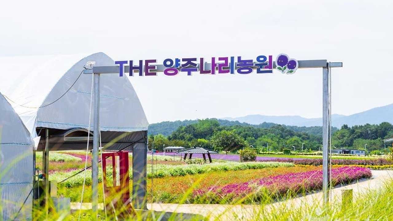 양주 나리농원 입구 간판 너머로 색색의 꽃밭이 층층이 펼쳐져 있다. / 대한민국 구석구석
