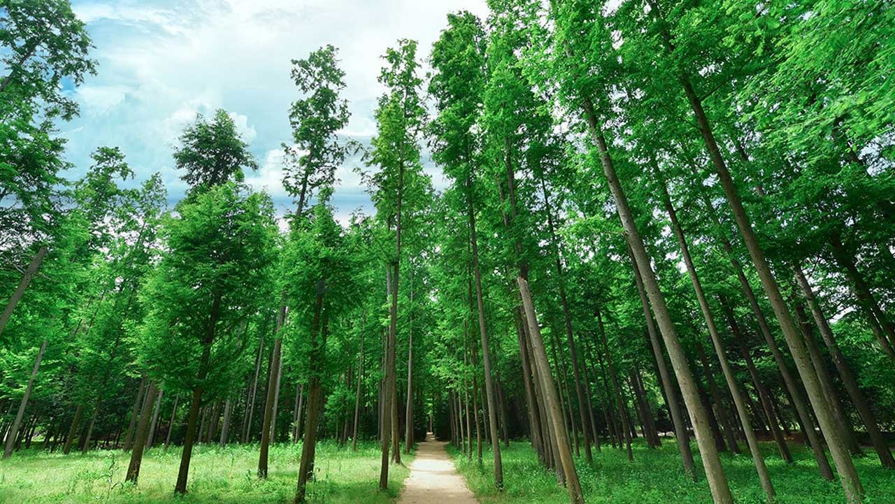 메타세쿼이아 사이로 황토색 산책로가 곧게 뻗어 있다. / 영덕스테이