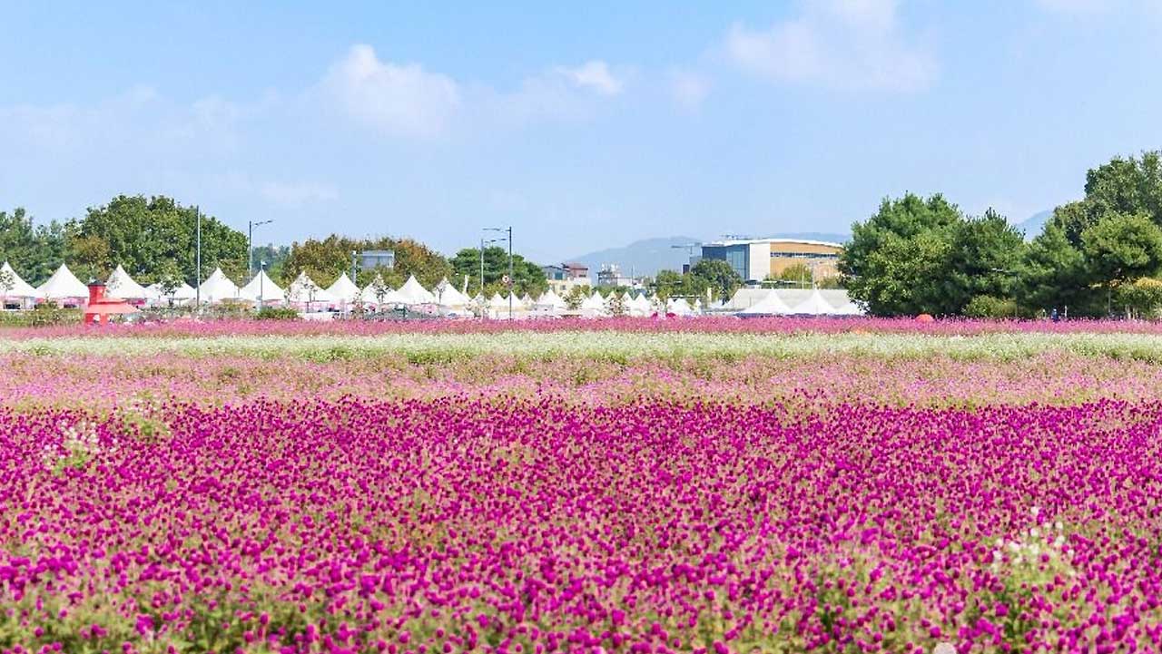 양주 나리농원 진분홍 천일홍밭 너머로 흰 천막과 나무들이 줄지어 서 있다. / 대한민국 구석구석