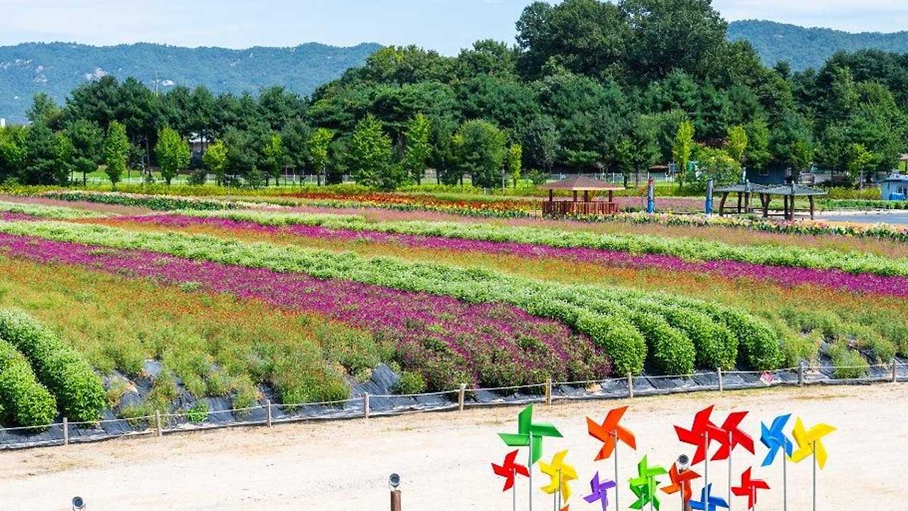 양주 나리농원 꽃밭이 줄을 지어 이어지고, 앞쪽에 색색의 바람개비가 세워져 있다. / 대한민국 구석구석
