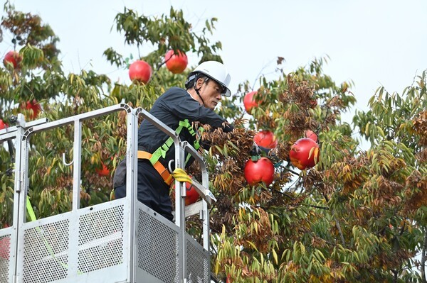 청송사과축제장 인근의 나무에 사과로 장식되고 있다./사진-청송군
