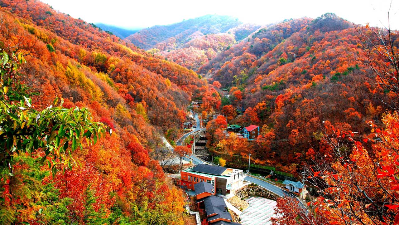 영동 민주지산자연휴양림 일대가 붉고 노란 단풍으로 물든 산비탈과 숙박시설 전경. / 숲나들e