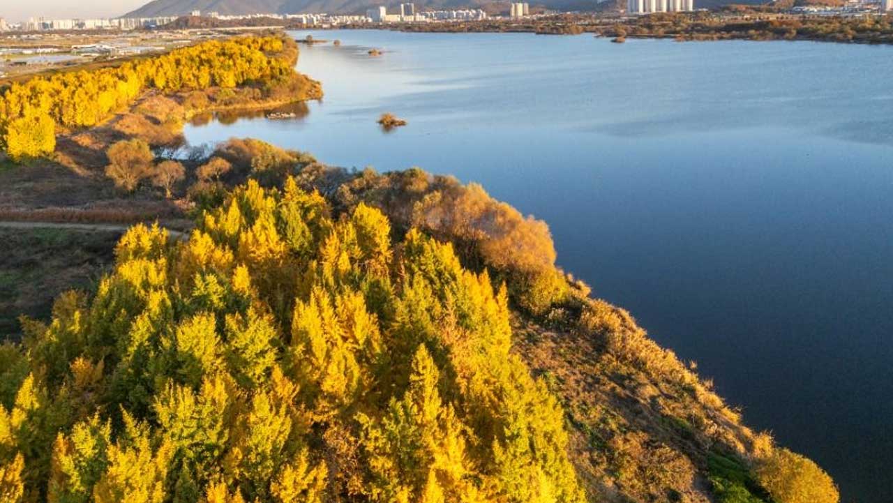 낙동강변을 따라 노랗게 물든 경북 고령 다산 은행나무숲을 내려다본 모습. / 대한민국 구석구석