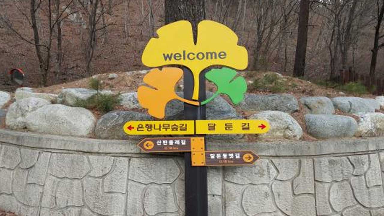 강원 홍천 은행나무숲 입구에 은행잎 모양 환영 표지판이 세워진 모습. / 홍천군 문화관광