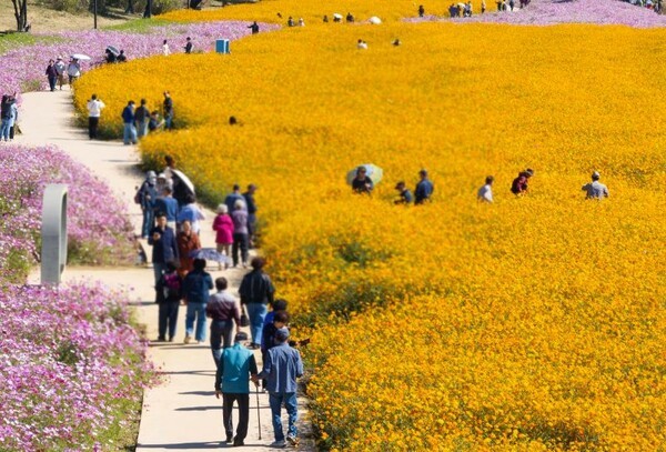 창릉천 코스모스 축제/투어코리아뉴스 김경남 기자 사진=고양시