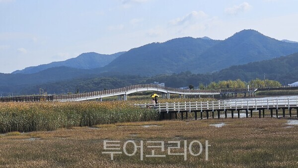 강진만 춤추는 갈대축제장  ⓒ투어코리아
