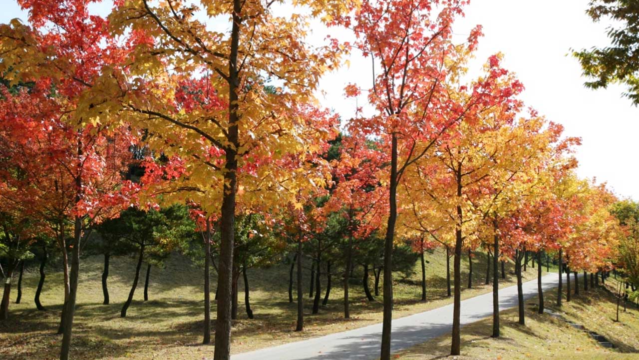 단풍나무가 늘어선 경남 진주 경상남도수목원 산책로. / 경상남도수목원