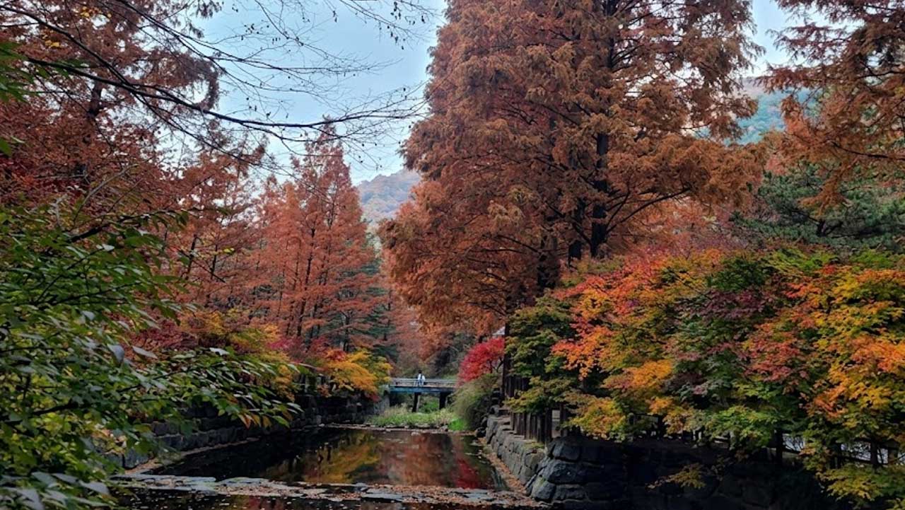 메타세쿼이아 사이로 개울과 다리가 이어지는 장태산자연휴양림. / 숲나들e, ai
