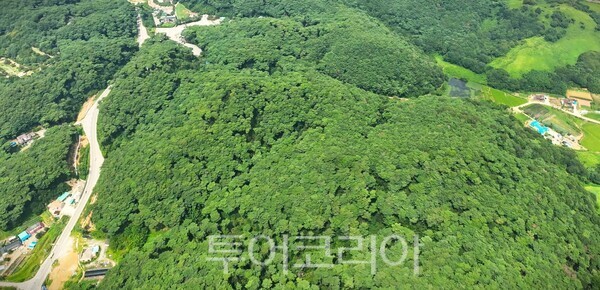 ▲태안 안면도의 상징이자 우리 산림의 소중한 유산인 ‘안면도 소나무림’이 국가가 인정한 대한민국 대표 보호 숲에 이름을 올렸다(안면도 소나무림 전경).