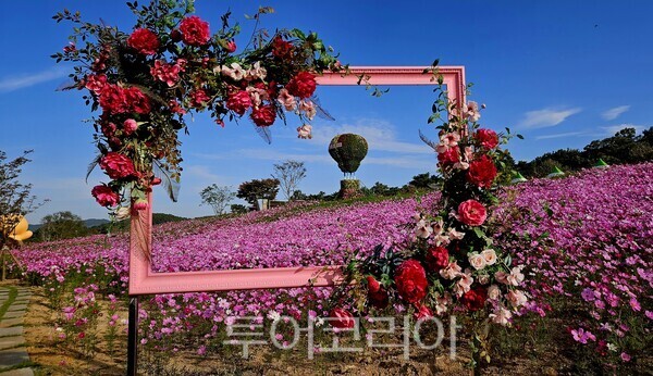 세계문화유산 화순 고인돌 가을꽃 축제장 모습  ⓒ투어코리아