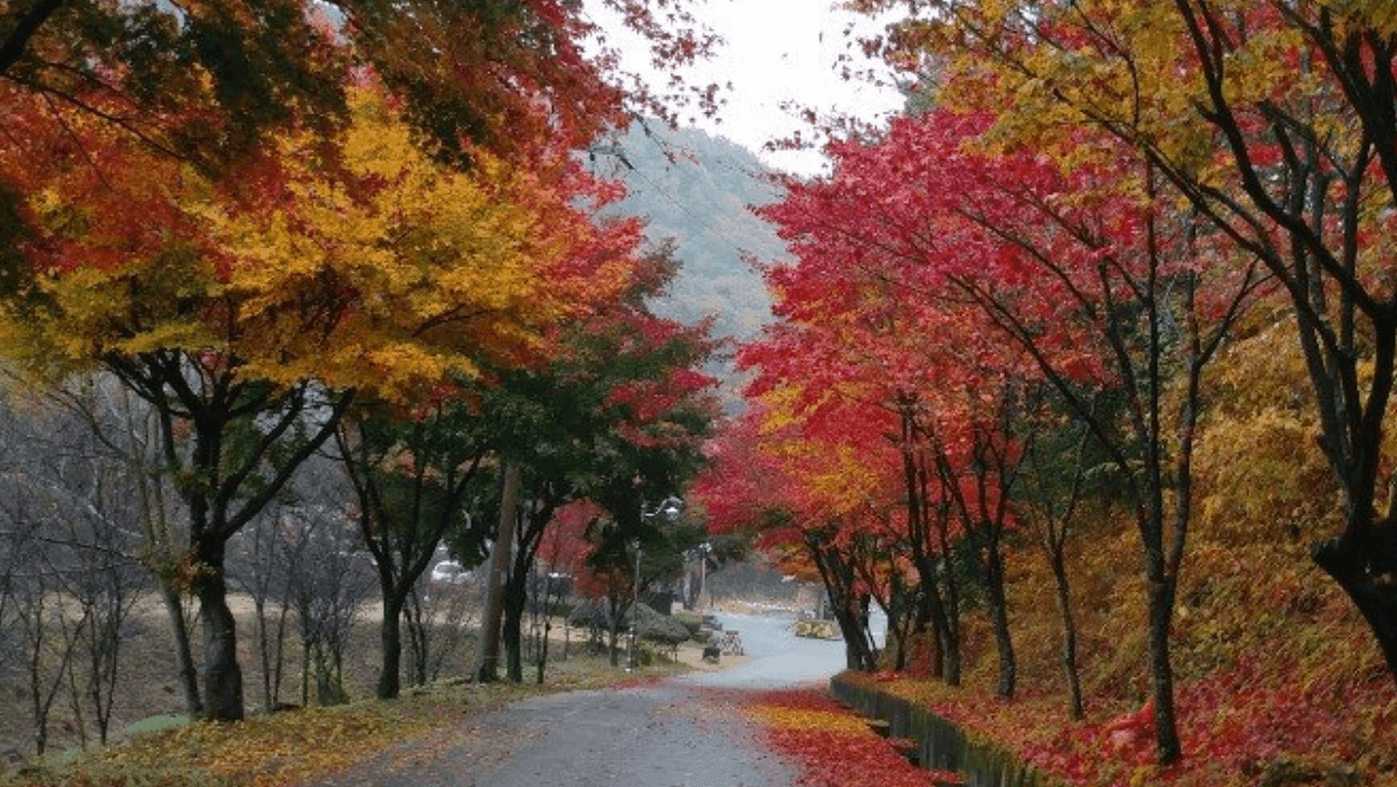 광양 백운산자연휴양림 단풍길. / 숲나들e