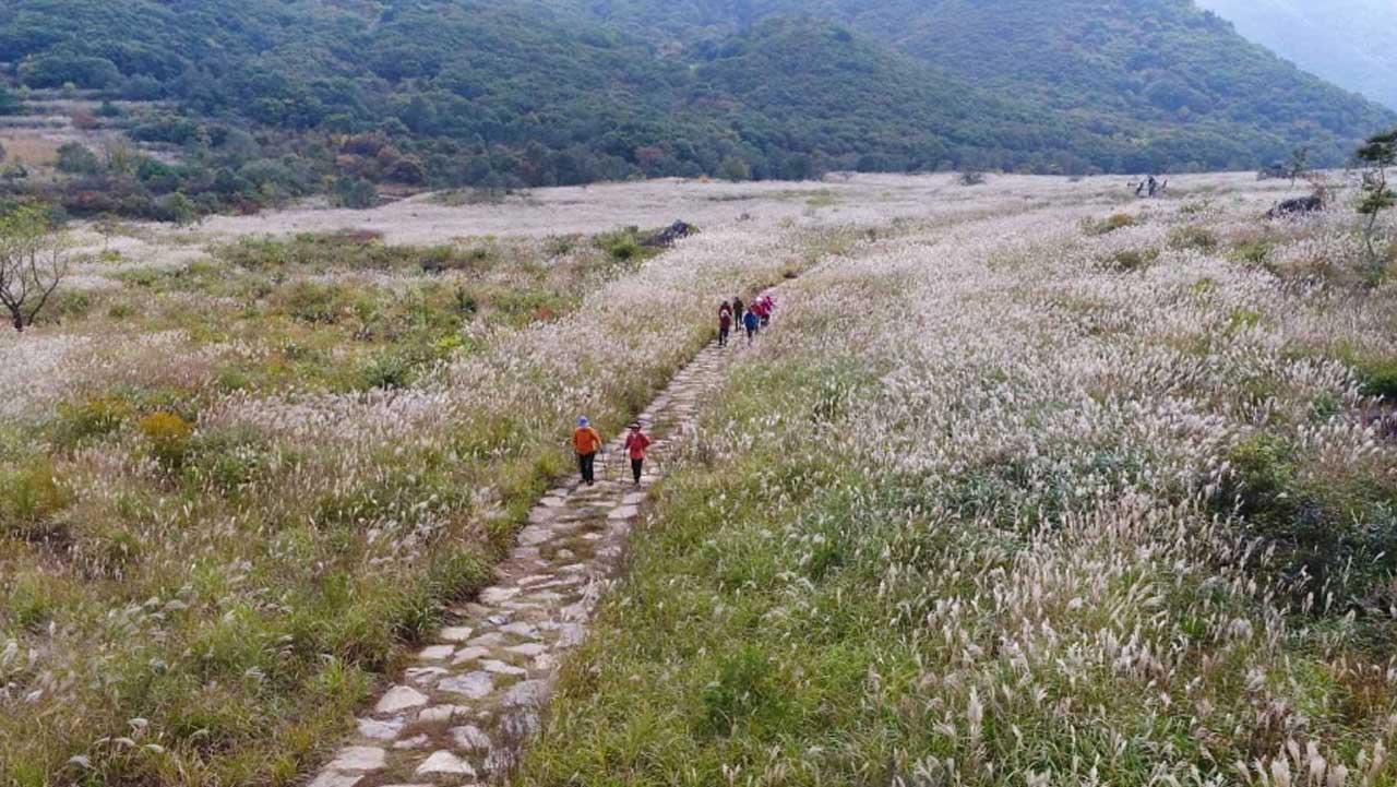 밀양 사자평 억새평원에 깔린 돌길을 따라 등산객들이 줄지어 걷고 있다. / 대한민국 구석구석 