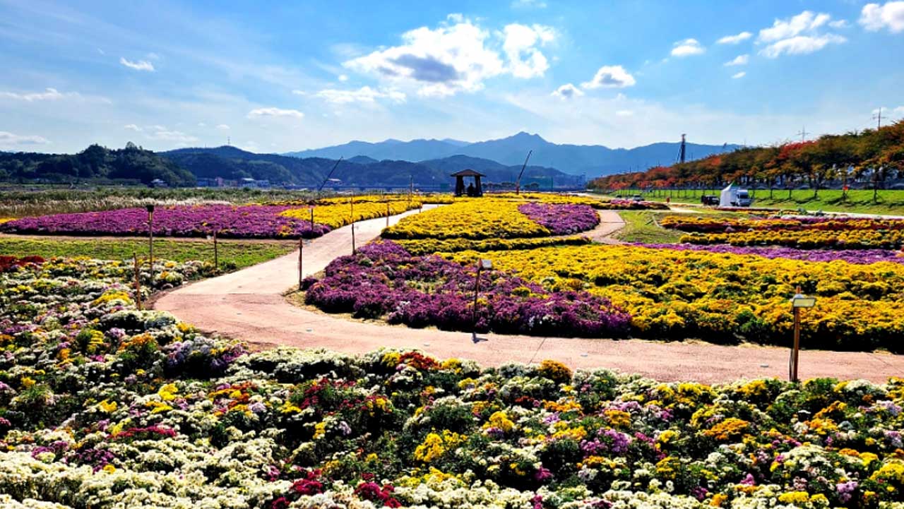 양양 남대천 국화동산의 산책로가 꽃밭 사이로 굽이쳐 이어진다. / 양양군 공식 SNS