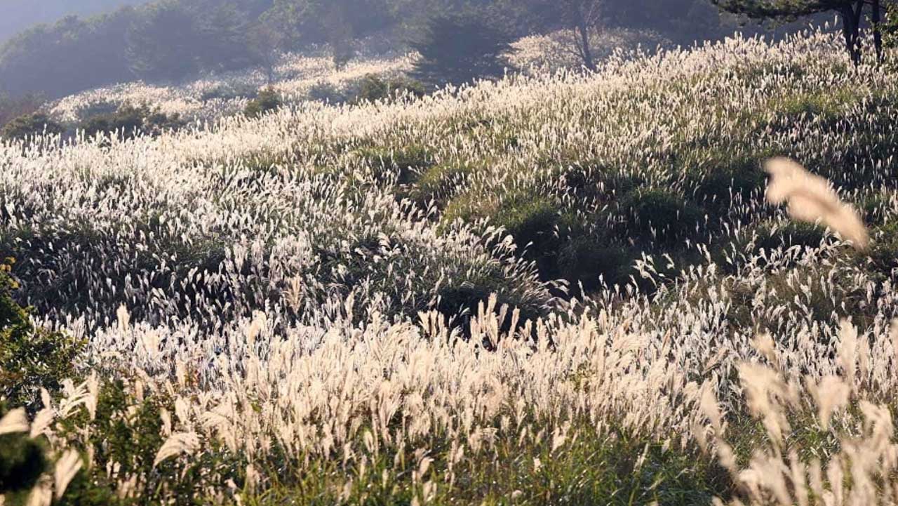 밀양 사자평 억새밭. 은빛 억새 이삭이 완만한 비탈을 덮고 있다. / 대한민국 구석구석 