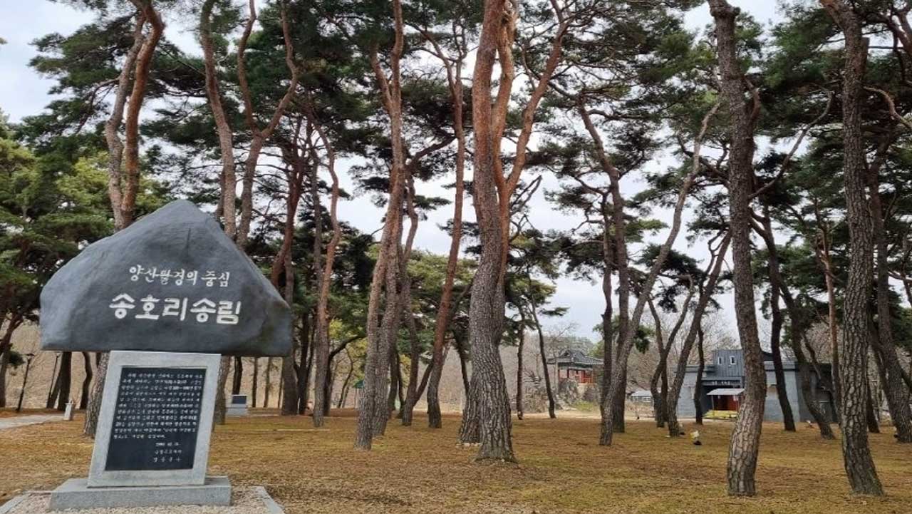 영동 송호국민관광지 송림 앞에 세워진 '송호리송림' 표지석. / 대한민국 구석구석