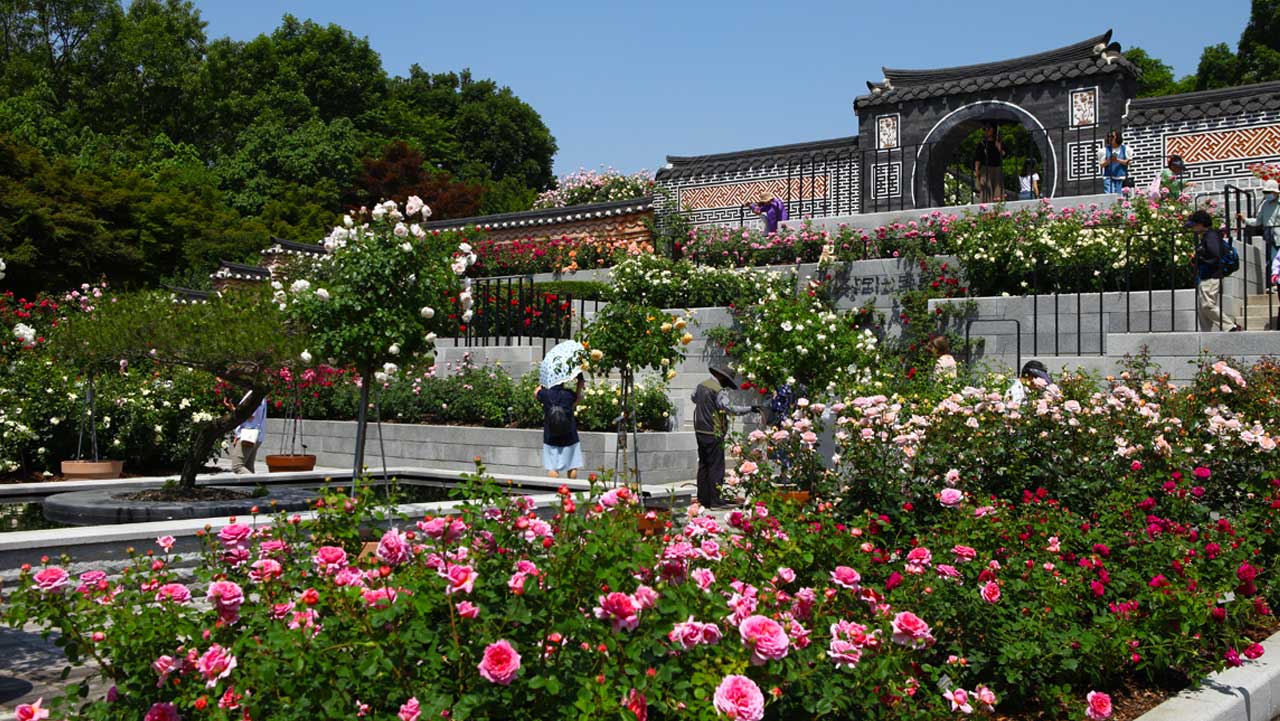 전주 한국도로공사 전주수목원의 장미 정원. / 투어전북