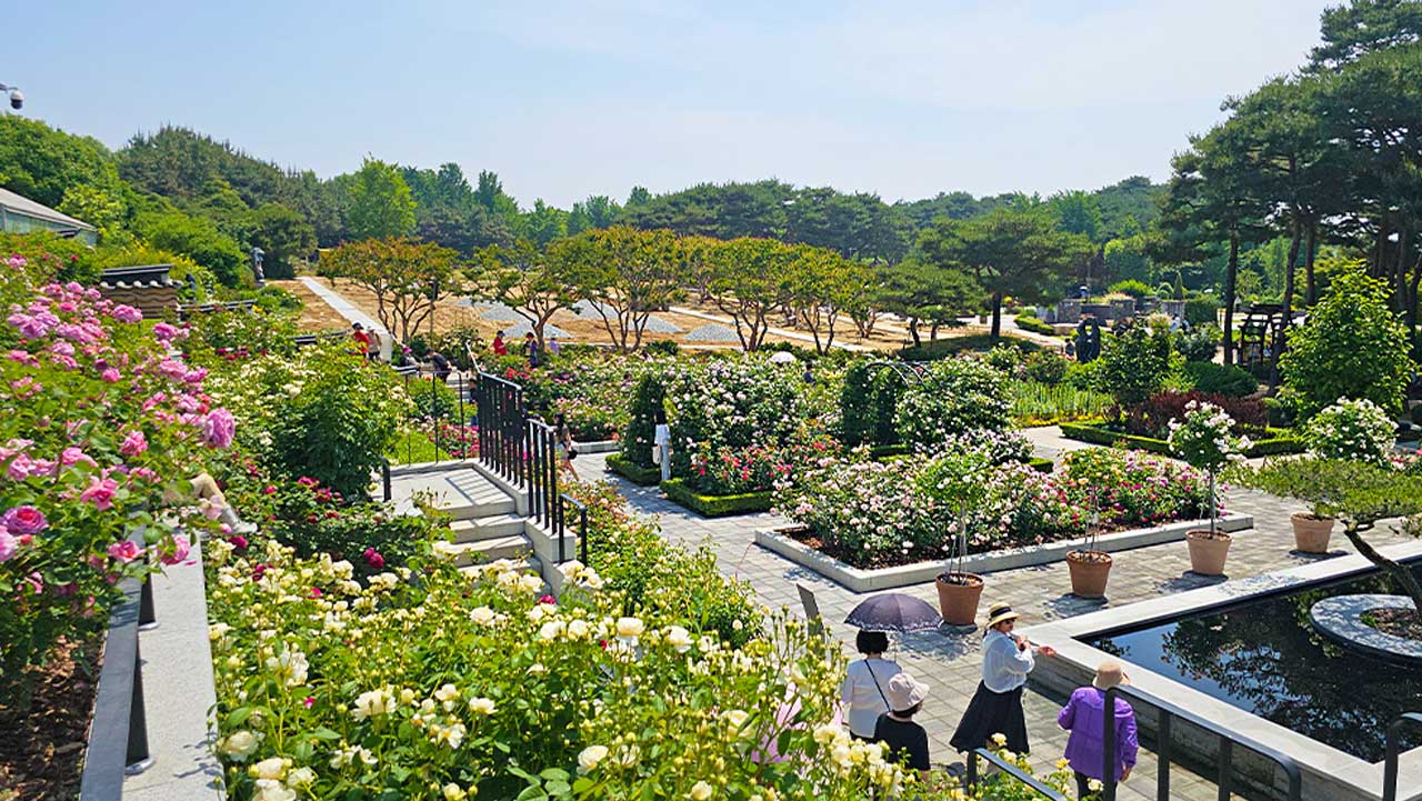 전주 한국도로공사 전주수목원의 장미 정원. / 투어전북