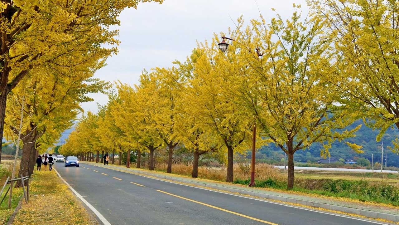 경주 통일전 은행나무길을 따라 방문객이 걷고 있다. / 경주문화관광
