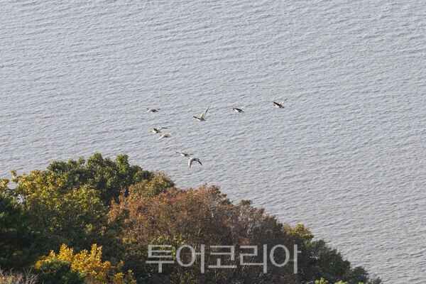 경기도 김포 애기봉 주변으로 떼를 지어 비행을 하고 있는 새떼들./사진-투어코리아 김교환 기자