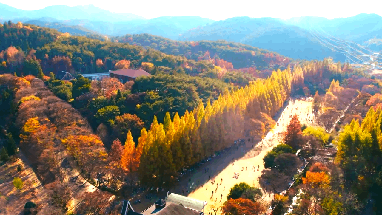 진주 경상남도수목원 메타세쿼이아길과 주변 산자락. / 진주시공식유튜브