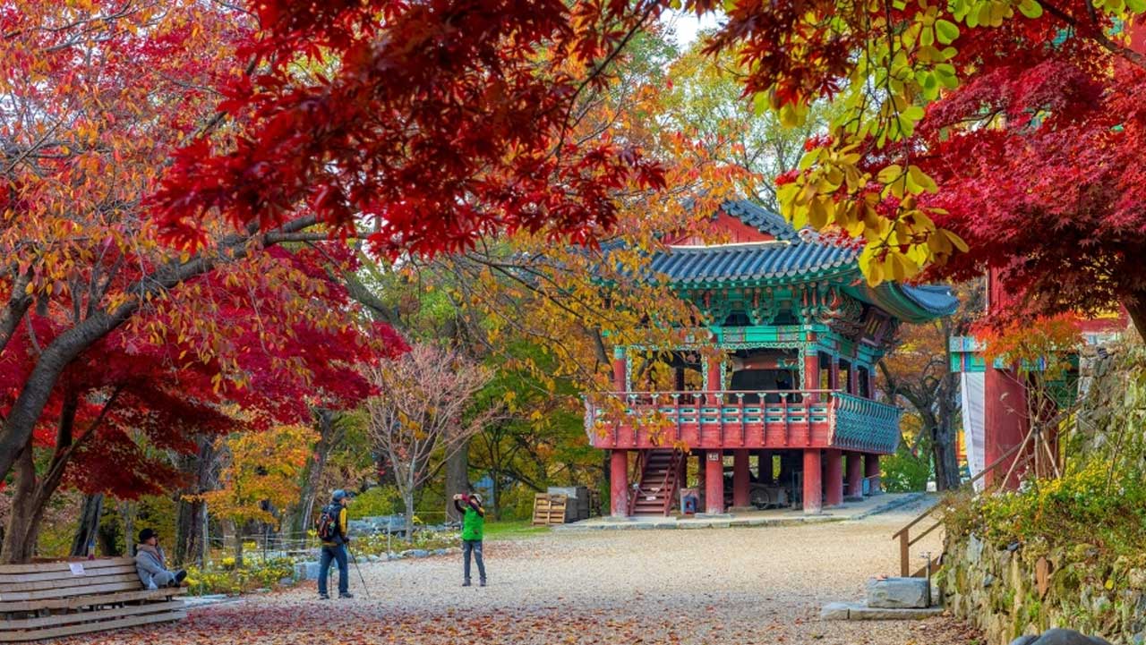 붉은 단풍나무 사이로 푸른 단청의 누각이 보이는 갑사 경내. / 충청남도 누리집