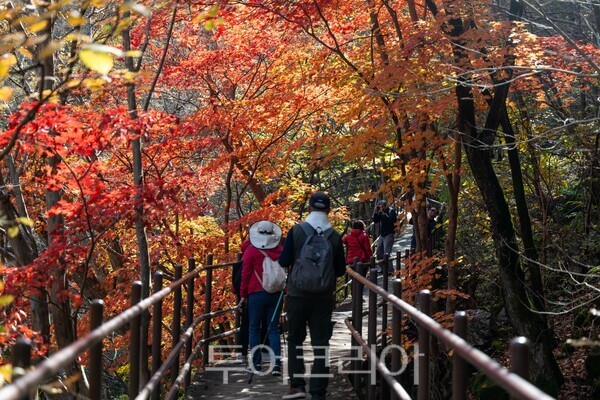 지리산 뱀사골 붉게 물든 가을의 절정/사진=남원시