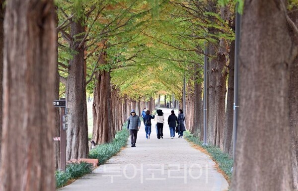 하남 미사 당정뜰 메타세쿼이아길/투어코리아뉴스 정명달 기자 사진=하남시