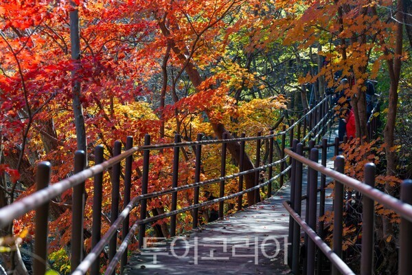 지리산 뱀사골 붉게 물든 가을/사진=남원시