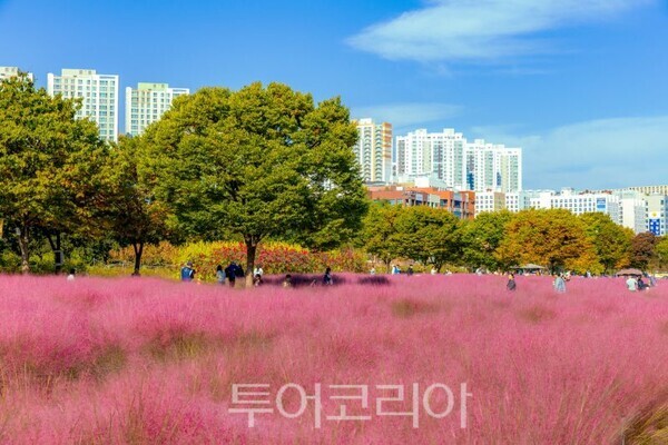 하남 미사경정공원 핑크뮬리/투어코리아뉴스 정명달 기자 사진=하남시