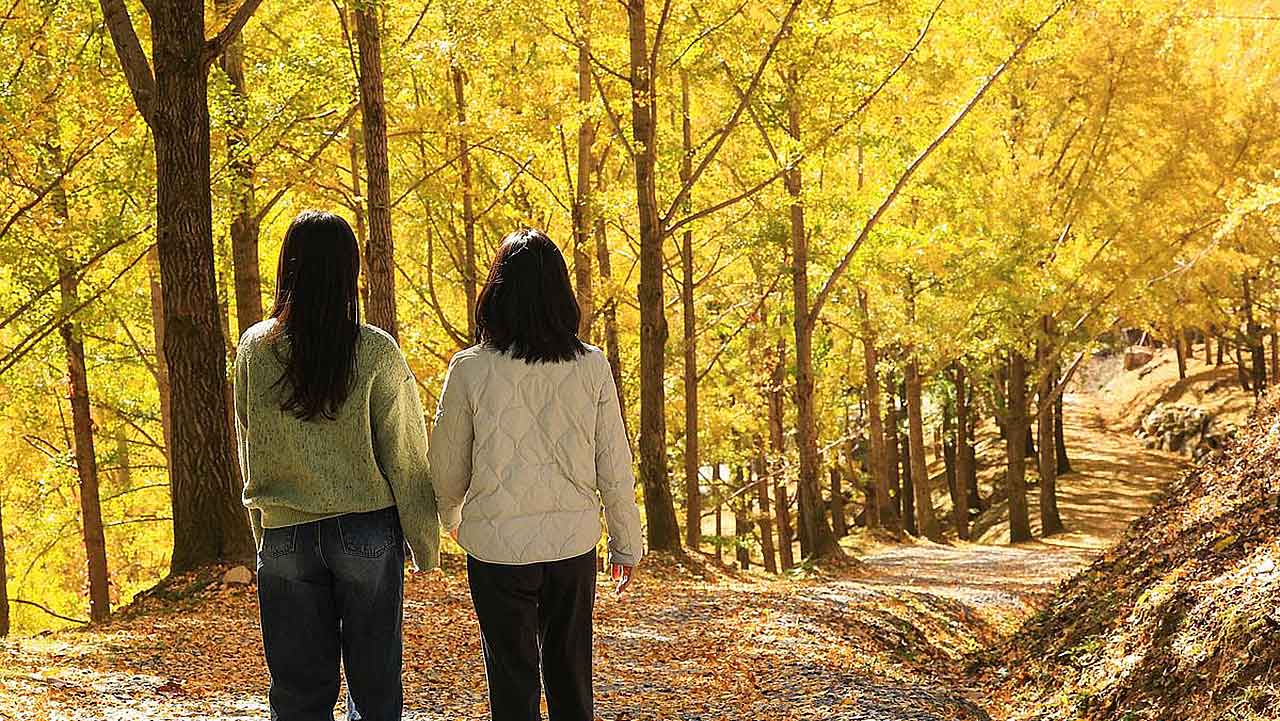 황금빛 은행잎으로 물든 에버랜드 비밀의 은행나무숲 전경. /사진=삼성물산