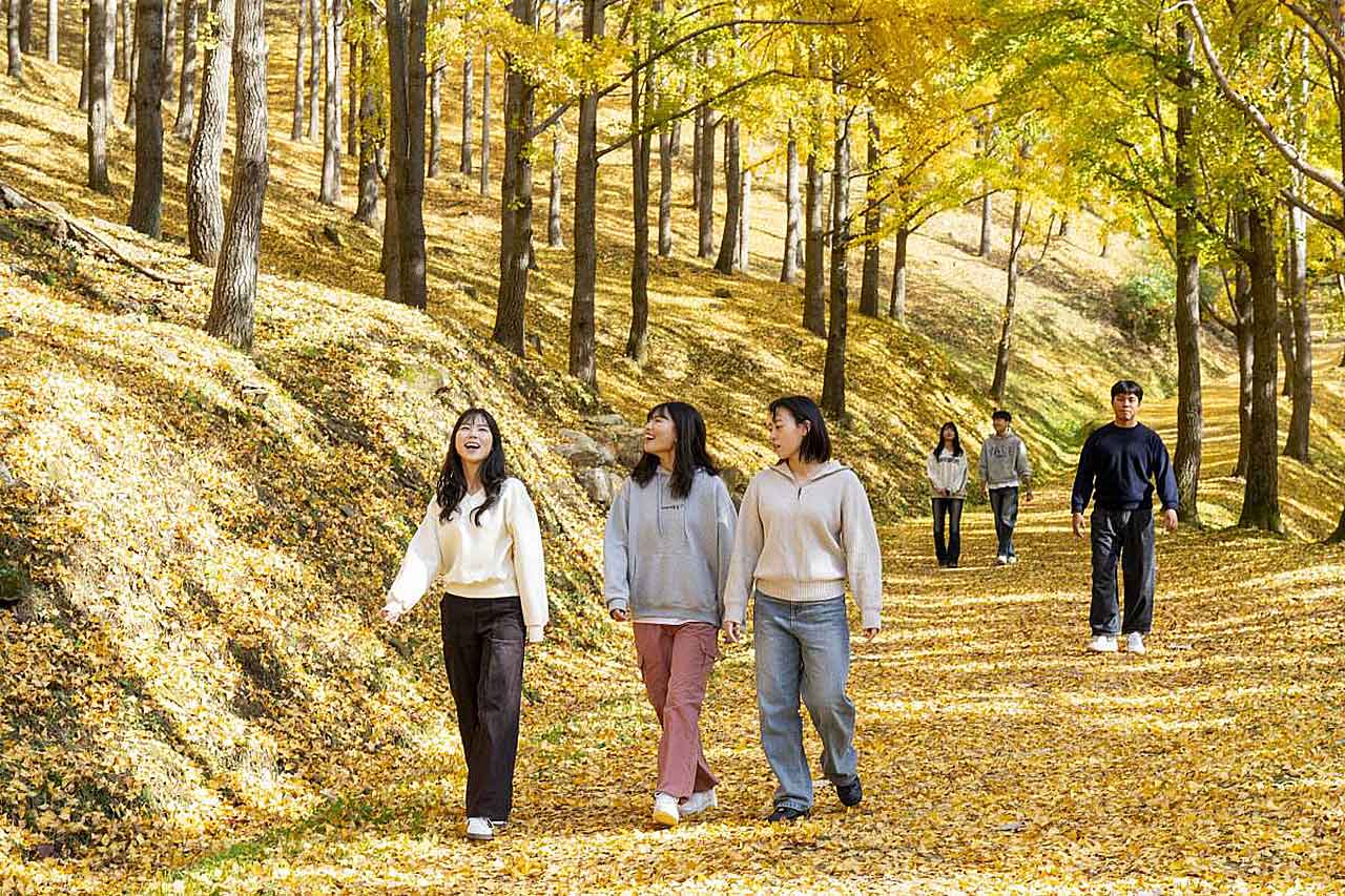 황금빛 은행잎으로 물든 에버랜드 비밀의 은행나무숲 전경. /사진=삼성물산