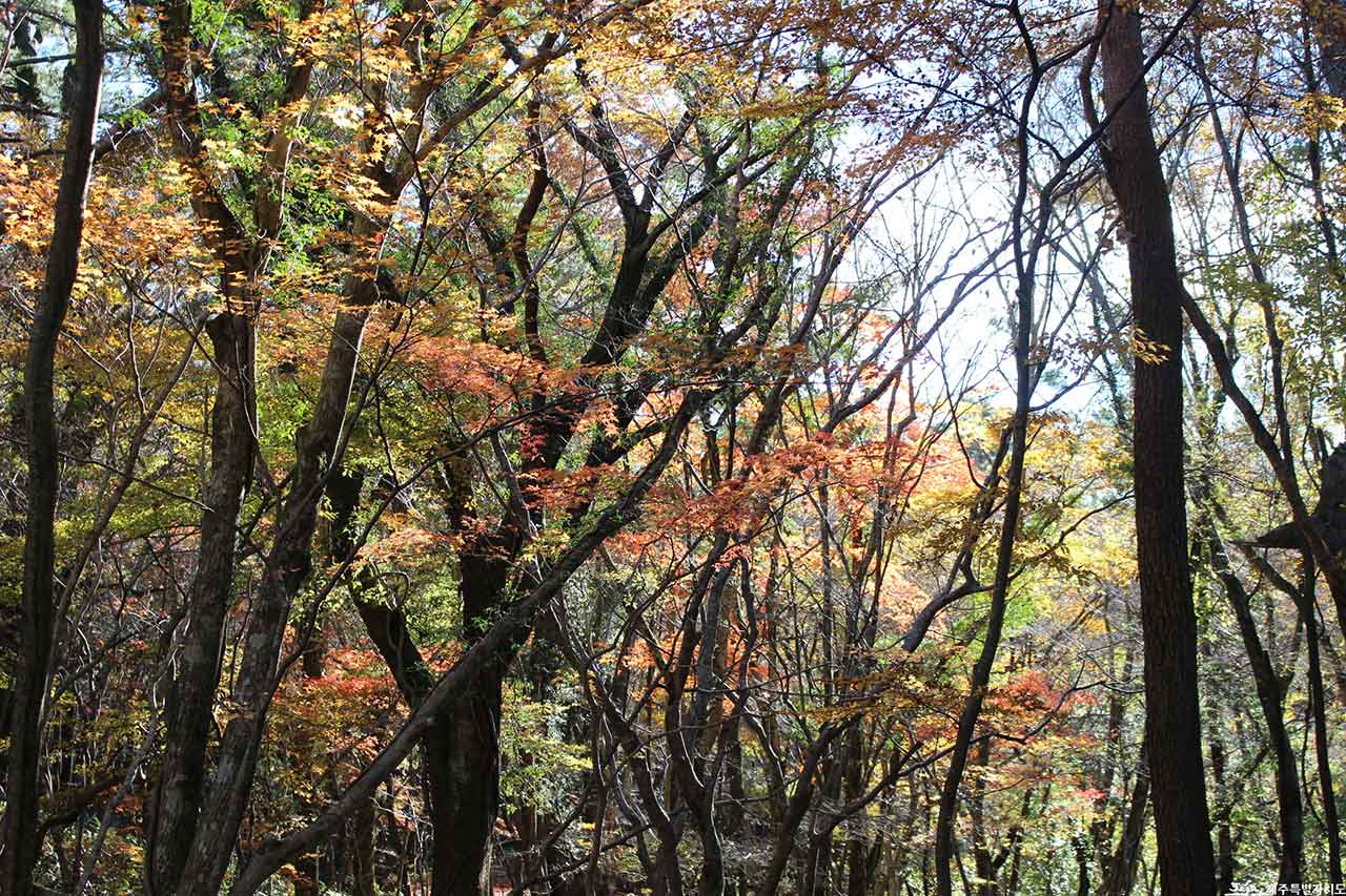 천아숲길. / 사진 출처=제주특별자치도 공식 블로그