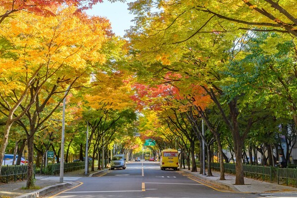 양천구 목동 13단지길/사진=서울시