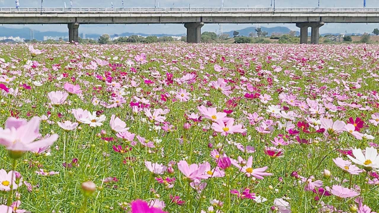 전남 나주 영산강정원 코스모스 꽃밭. 꽃밭 너머로 강을 가로지르는 교량이 보인다. / 나주시 공식 SNS