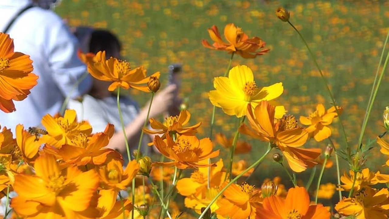 전남 나주 영산강정원 황화코스모스 꽃밭. / 나주시 공식 SNS