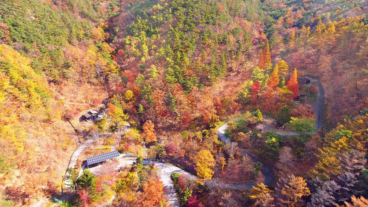 충북 보은 국립속리산말티재자연휴양림 일대 단풍. / 숲나들e